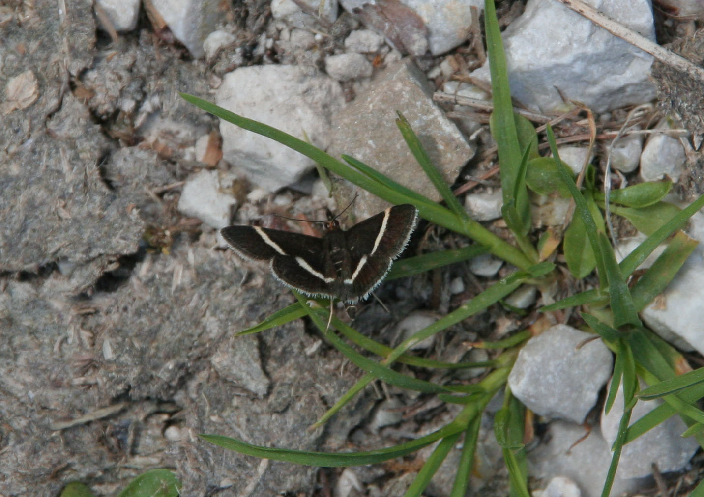 Pyrausta cingulata